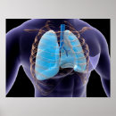Pesquisar por sistema respiratório pôsteres Representação humana