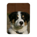 Pesquisar por de border collie imas Filhote de cachorro