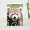 Pesquisar por kawaii panda cartoes Animal