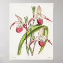Pesquisar por flor da orquídea pósteres pôsteres Natureza