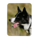 Pesquisar por cão de border collie imas Fotógrafo canino