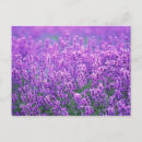 Pesquisar por planta cartoes postais Horizontal