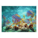 Pesquisar por peixes coloridos pósteres pôsteres Vida marinha