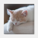 Pesquisar por cansado imas Gatinho