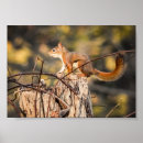 Pesquisar por dos animais selvagens pôsteres Fotografia da natureza