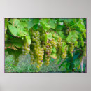Pesquisar por cor uva artes pôsteres Uvas