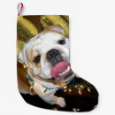 Pesquisar por filhotes cachorro de meias de natal Buldogue