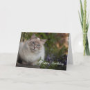 Pesquisar por olhos de gato cartoes Tabuleiro