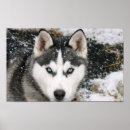 Pesquisar por peludo papel de artes pôsteres Cão