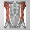 Pesquisar por sistema muscular pôsteres Tendão