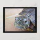 Pesquisar por animais domesticados cartoes postais Animal