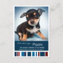 Pesquisar por cão branco convites Animal de estimação