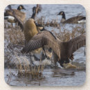 Pesquisar por ganso canadense porta copos Gansos