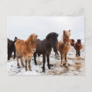 Pesquisar por cavalo islandês cartoes postais Neve