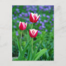 Pesquisar por tulipas vermelhas cartoes postais Jardinagem