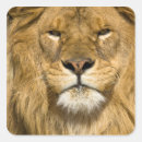 Pesquisar por leão africano adesivos Animal