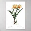 Pesquisar por amaryllis pôsteres Flora