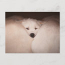 Pesquisar por golden retriever cartoes postais Cachorrinho