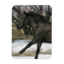 Pesquisar por cavalos selvagens mustang cartoes Equestre