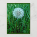 Pesquisar por desejos cartoes postais Pensando em você