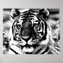 Pesquisar por tiger pósteres pôsteres For her