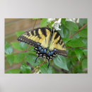 Pesquisar por borboletas orientais swallowtail tigre pôsteres Inseto