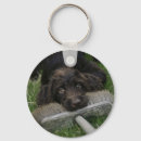 Pesquisar por labradoodle chaveiros Cachorrinho