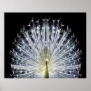 Pesquisar por pavões brancos pósteres pôsteres For her