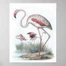 Pesquisar por flamingo pôsteres Pássaro