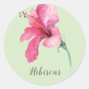 Pesquisar por cor de rosa do hibiscus Aquarela