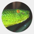 Pesquisar por cobra verde adesivos Venenoso