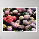 Pesquisar por snowball Hydrangea