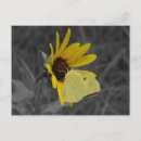Pesquisar por butterfly cartoes postais Amarelo