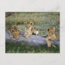 Pesquisar por leão do bebê cartoes postais Panthera leo