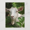 Pesquisar por cabra doméstica cartoes postais Fazenda