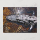 Pesquisar por jacaré florida cartoes postais Pântano