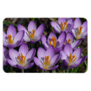 Pesquisar por crocs imas Floral