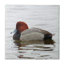 Pesquisar por do pato azulejos Natureza