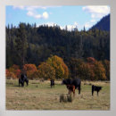 Pesquisar por herda pósteres pôsteres Cows