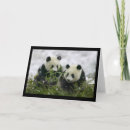 Pesquisar por panda gigante Pandas