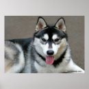 Pesquisar por malamute do alasca Animal