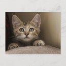 Pesquisar por kitten cartoes postais Animal