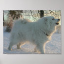 Pesquisar por grande pyrenee fotografia Cães