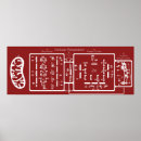 Pesquisar por ciclo krebs Glicólise