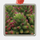 Pesquisar por tucson ornamentos Planta