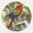 Pesquisar por macaw adesivos Pássaro