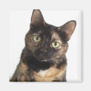 Pesquisar por tortas imas Tartaruga