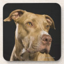 Pesquisar por pitbull porta copos Terrier de pitbull