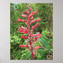 Pesquisar por planta nativa pôsteres Arbusto