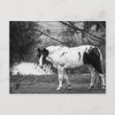 Pesquisar por cavalo branco preto cartoes postais Cavalos